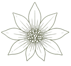 Flannel Flower Symbol Large Flannel Flower Symbol Large