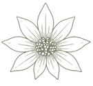 Flannel Flower Symbol Small Flannel Flower Symbol Small